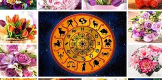 Какие комнатные растения приносят счастье в дом разных зодиакальных знаков?